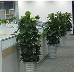 安徽办公室绿植租赁，你需要考虑哪些方面